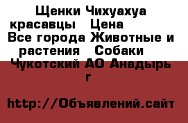 Щенки Чихуахуа красавцы › Цена ­ 9 000 - Все города Животные и растения » Собаки   . Чукотский АО,Анадырь г.